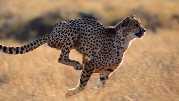 cheetah